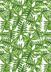 A4 Wallpaper Philippine flora Alocasia portei pattern
