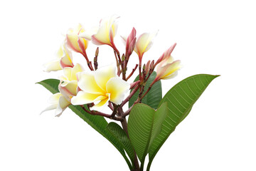 colourful delicate frangipani flower with foliage isolated on transparent © andy0man
