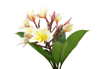 colourful delicate frangipani flower with foliage isolated on transparent