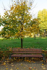 romantic bench in a quiet Park in summer