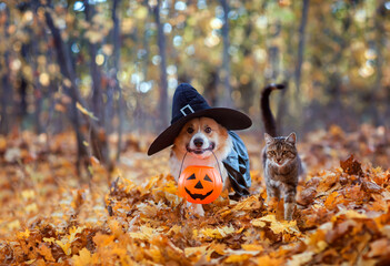 a couple of friends a striped cat and a corgi dog in a carnival black witchcraft cap and raincoat walk through the autumn garden with a pumpkin for Halloween