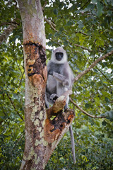 lion tailed macaque on tree