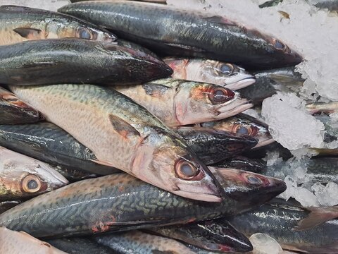 Several Atlantic mackerel fish isolated on crushed ice at a market. It belongs to pelagic fish species. Rich in protein, vitamins and minerals and is an excellent source of omega-3.