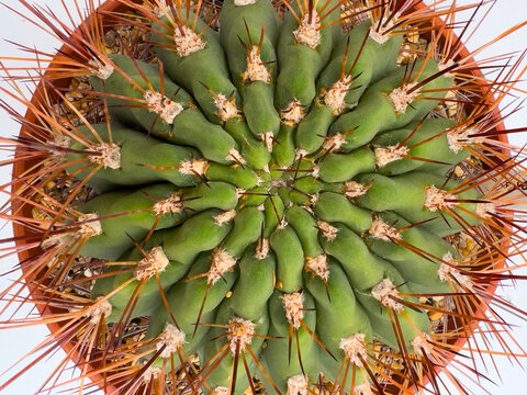 Cactus - Succulent Viewed From Above.