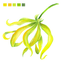 Watercolor plant portrait Philippine flora Cananga odorata Ylang Ylang