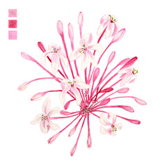 Watercolor plant portrait Philippine flora Clerodendrum quadriloculare Bagauak morado flower stem