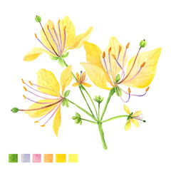 Watercolor plant portrait Philippine flora Crateva religiosa sacred garlic pear flower stem