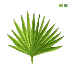 Watercolor plant portrait Philippine flora Livistona rotundifolia anahaw