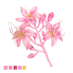 Watercolor plant portrait Philippine flora Medinilla magnifica Rose grape in bloom