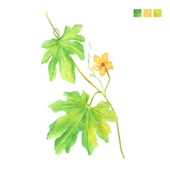 Watercolor plant portrait Momordica charantia bitter gourd leaves