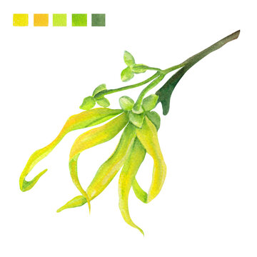 Watercolor plant portrait Philippine flora Cananga odorata Ylang Ylang