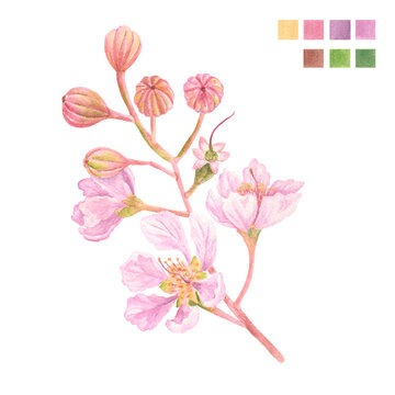 Watercolor plant portrait Philippine flora Lagerstroemia speciosa Banaba flower stem