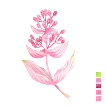Watercolor plant portrait Philippine flora Medinilla magnifica Rose grape