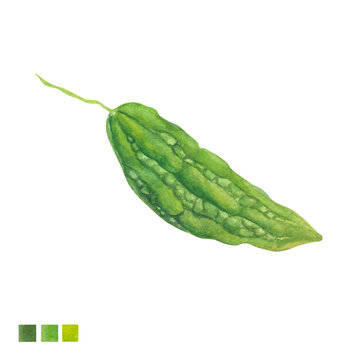 Watercolor plant portrait Momordica charantia bitter gourd 