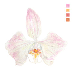 Watercolor plant portrait Philippine flora Phalaenopsis sanderiana orchid flower