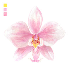 Watercolor plant portrait Philippine flora Phalaenopsis schilleriana orchid flower
