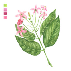 Watercolor plant portrait Philippine flora Quisqualis indica