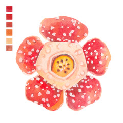 Watercolor plant portrait Philippine flora Rafflesia manillana
