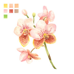 Watercolor plant portrait Philippine flora Vanda sanderiana orchid flower