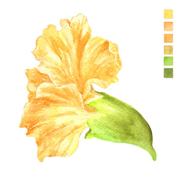 Watercolor plant portrait Philippine flora Narra flower