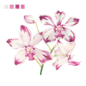 Watercolor plant portrait Philippine flora Vanda luzonica orchid stem of flowers