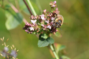 Bee on a blossom in the garden