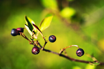 Wild black berries on a bush branch in an autumn forest or park closeup