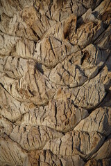 bark texture, palm tree texture