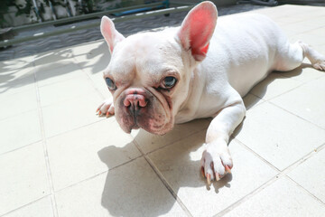 white French bulldog  or lie down French bulldog ,sleepy dog or sunbathe dog