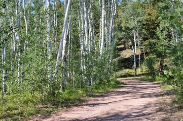 Dirt Road through the mountain birch trees