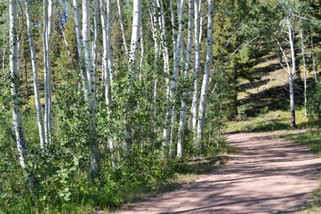 Mountain Road through the summer trees