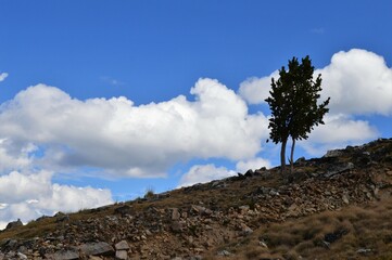 Lonely Tree on a Mountain Hillside with blue sky and clouds
