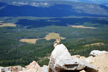 Mountain Chipmunk with Valley Background