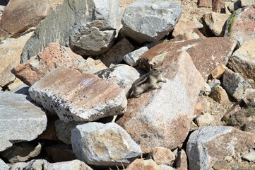Chipmunk among mountain rocks