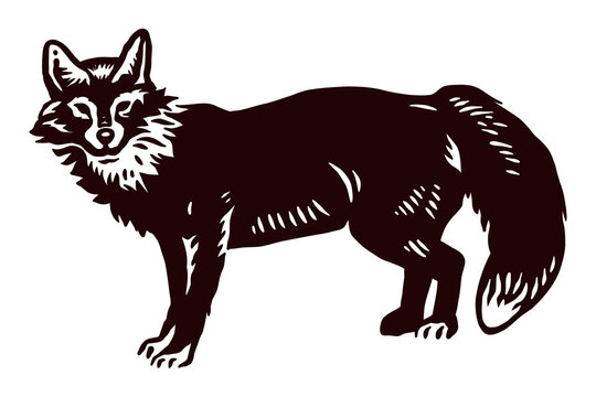 Wild red fox - Hand drawn illustration