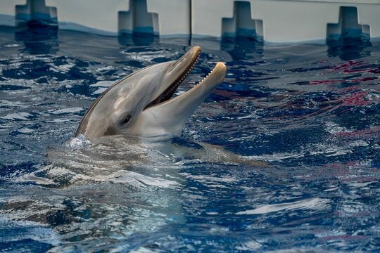 Closeup Shot Of The Dolphin In The Pool