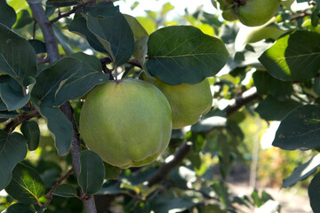 Beautiful green ripe quince on a branch with a house in the background