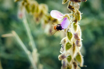 dragonfly on a flower