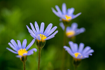 Blume blau