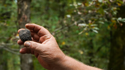 Truffle hunter shows black truffle that has just been dug up 
