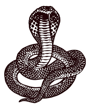 recommend clip art: Cobra snake - hand drawn illustration