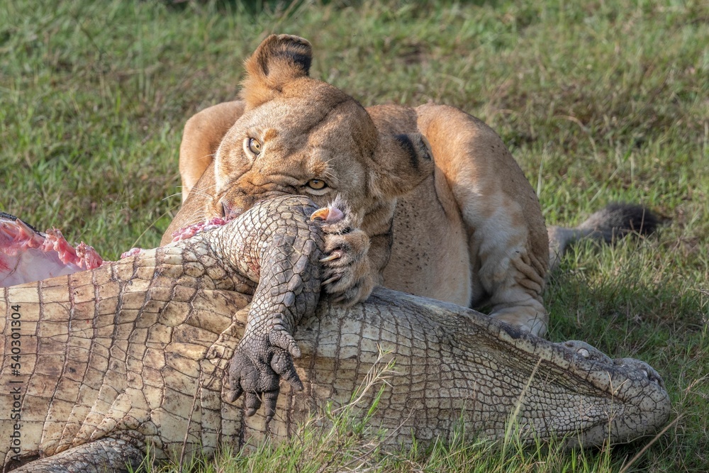 Canvas Prints mesmerizing view of a dangerous lion eating a crocodile in a green field