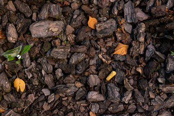 Pieces of pine bark are carpeted on the surface of the earth. Concept of soil mulching in landscape design.