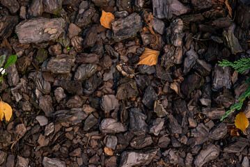 Pieces of pine bark are carpeted on the surface of the earth. Concept of soil mulching in landscape design.