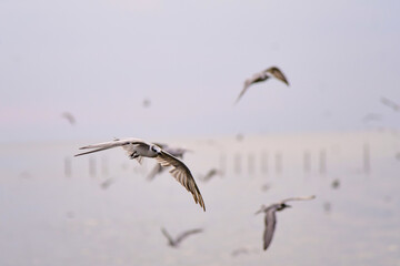 seagulls in flight