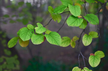 Leaves of quince tree (cydonia oblonga) in autumn with blurred background.