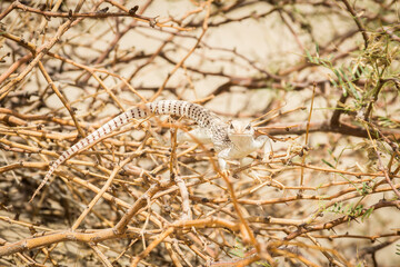 lizard in the desert