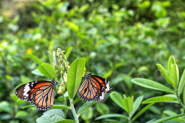 The Fragile Butterfly: Two Common tiger butterflies but one has damaged wings. 
