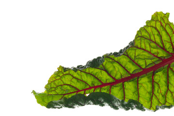 A tall ribbed stalk of swiss chard greens. The plant has a green exterior with red running through the leafy vegetable.  The collard greens have red and orange stalks. The background is white.