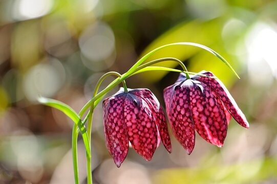 fritillaire pintade 5